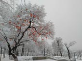 ѩ��ɽ��-��Һ�05
